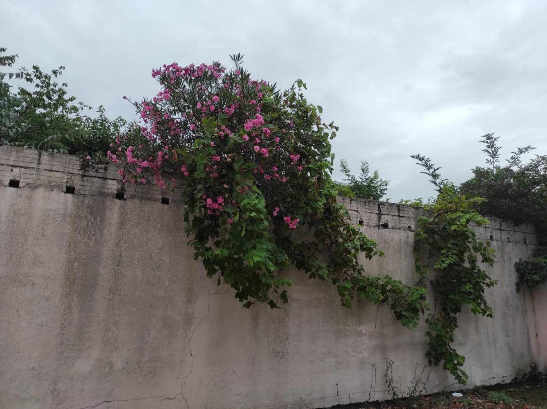 Le Clos Des Coquelicots Тулуза Екстериор снимка